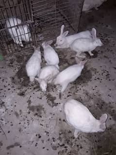 rabbits. . . . breeding wale wahtsapp 03144877762