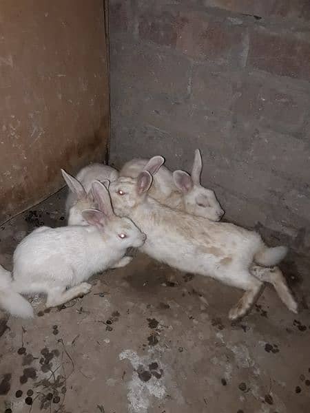 rabbits. . . . breeding wale wahtsapp 03144877762 3