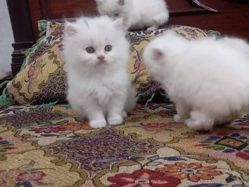 Persian cat / Kitten / Triple cort / cat for sale 6