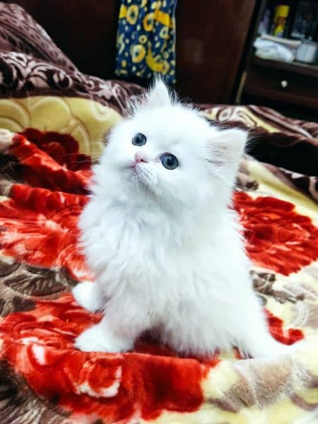 Persian cat / Kitten / Triple cort / cat for sale 7