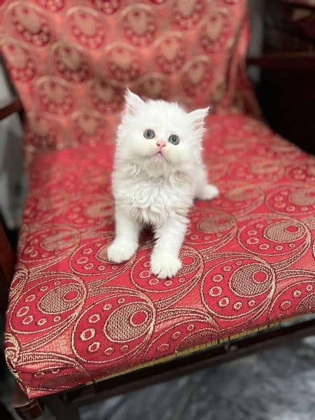 Persian cat / Kitten / Triple cort / cat for sale 8