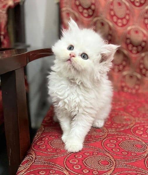 Persian cat / Kitten / Triple cort / cat for sale 9