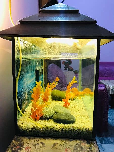Aquarium for sale with Fish and all accessories 2