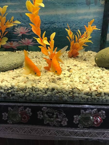Aquarium for sale with Fish and all accessories 6