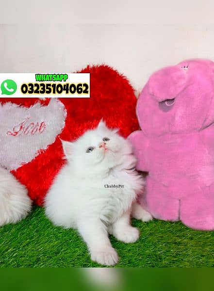 odd eyes White persian kitten triple long coat|punch face| Persian cat 9