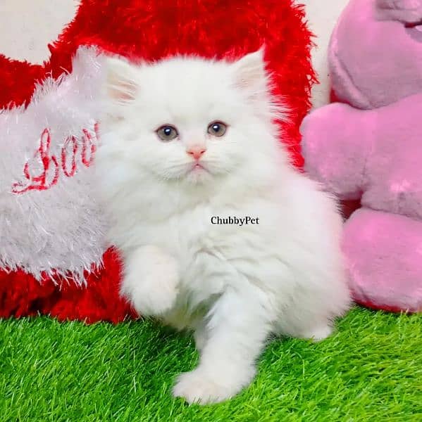 odd eyes White persian kitten triple long coat|punch face| Persian cat 2