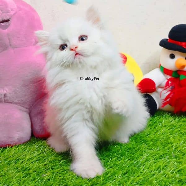 odd eyes White persian kitten triple long coat|punch face| Persian cat 3