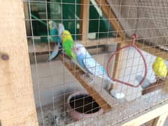 Big Size wood cage with 4 pairs Australian parrots for sale