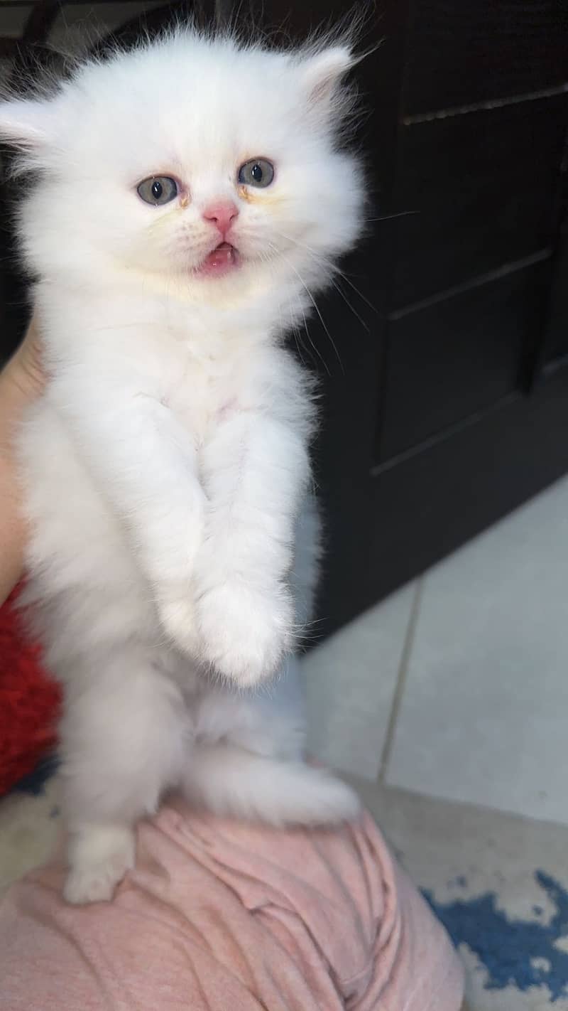 Persian White kittens for sell 0