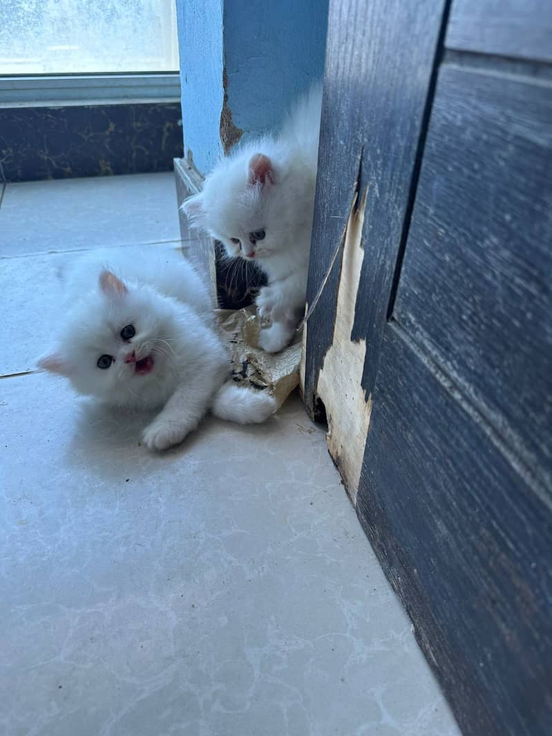 Persian White kittens for sell 2