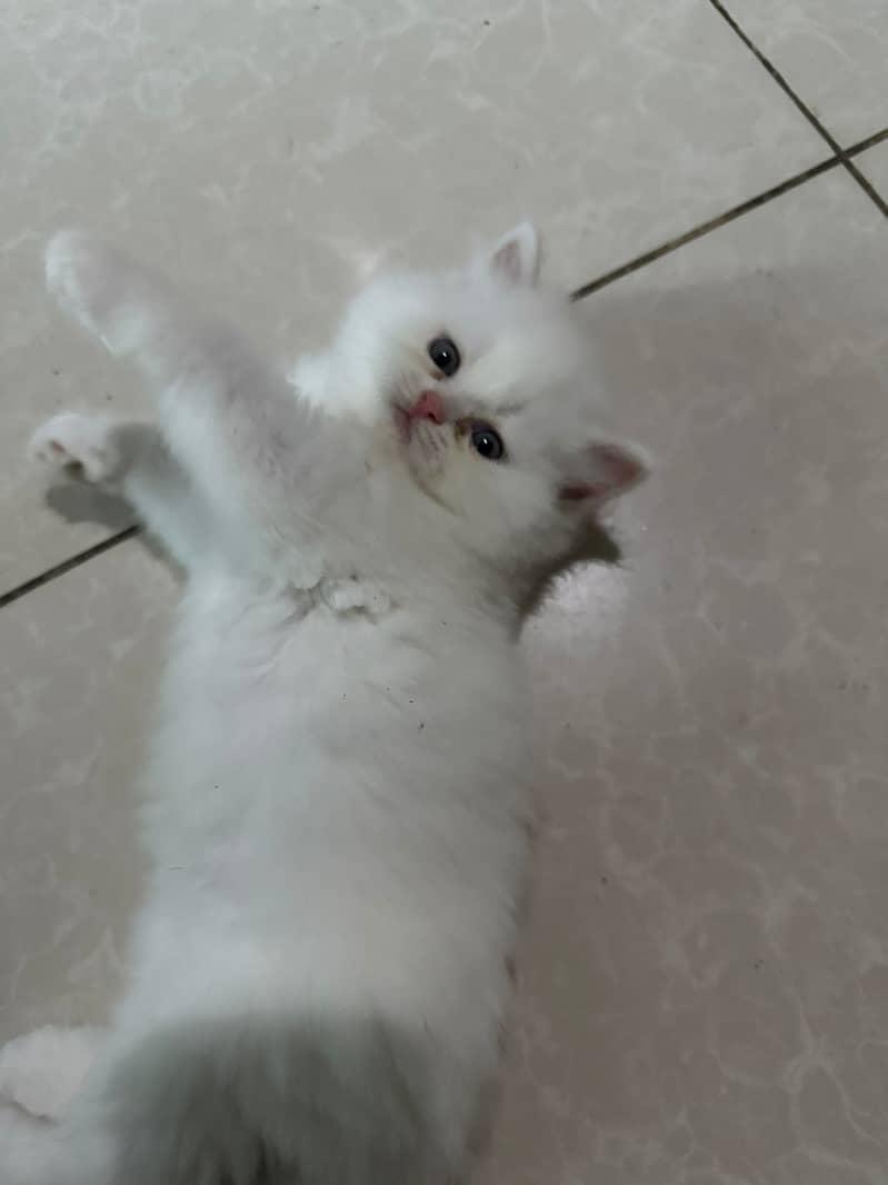 Persian White kittens for sell 3