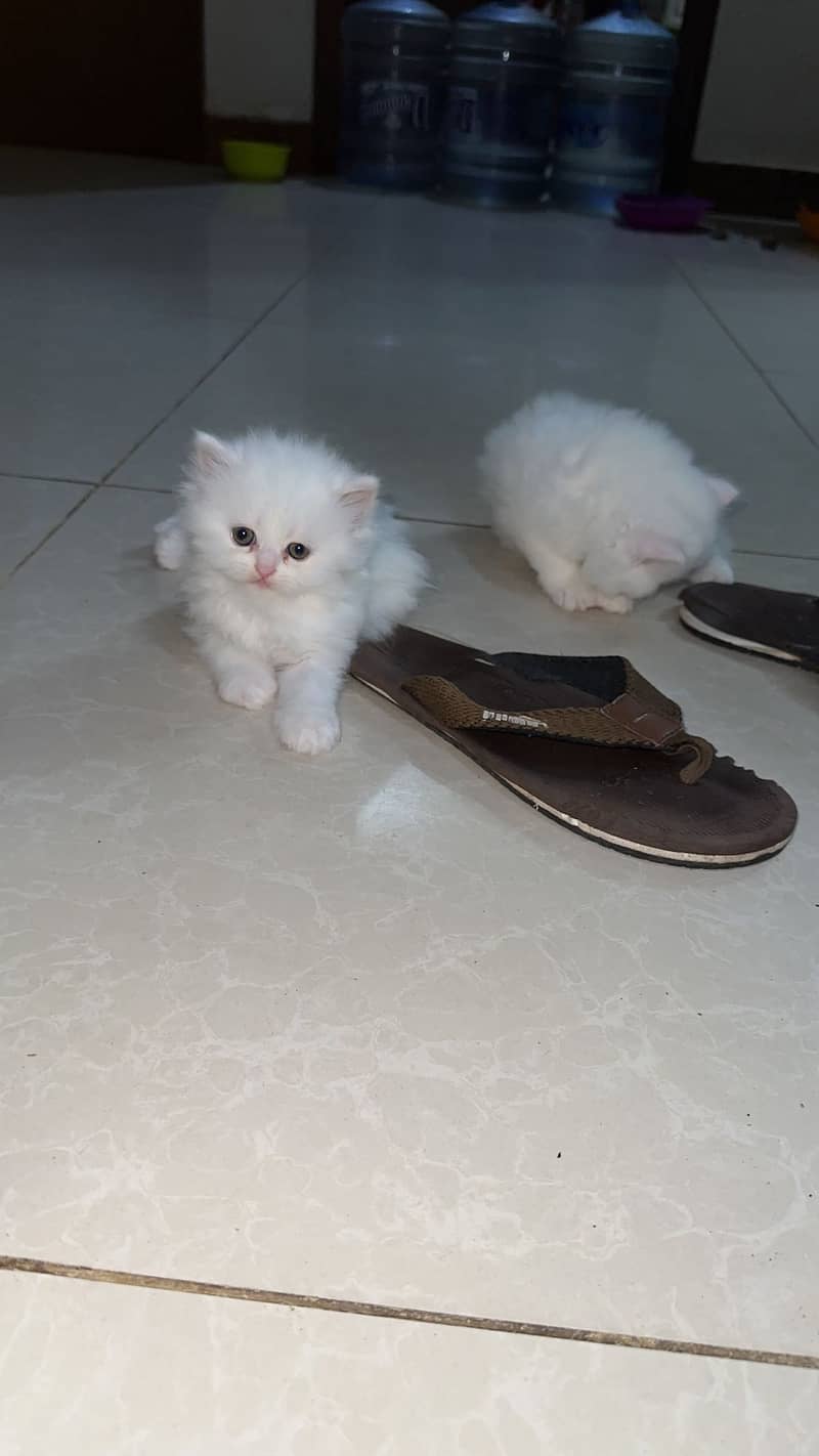 Persian White kittens for sell 4
