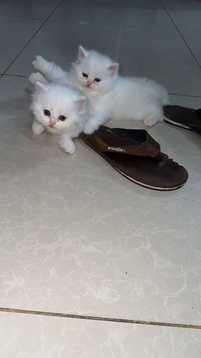 Persian White kittens for sell 5