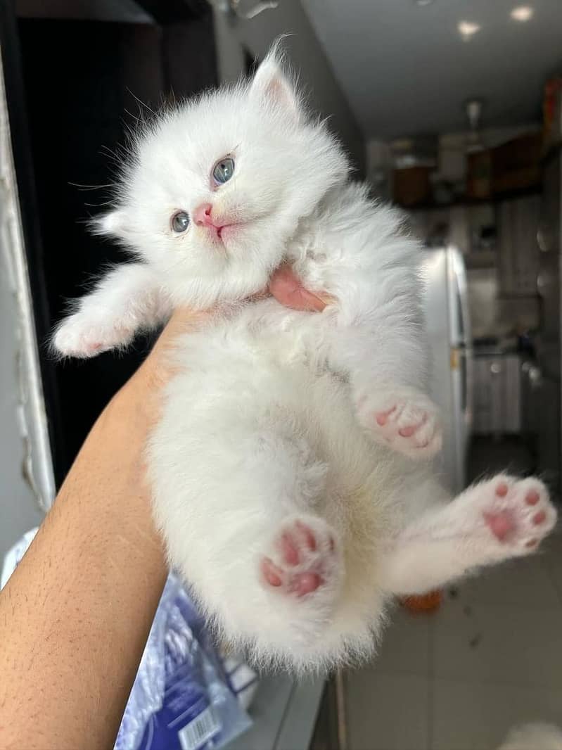 Persian White kittens for sell 6