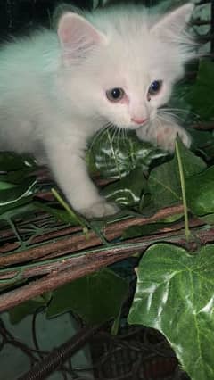 white triple coated persian cat