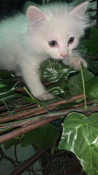 white triple coated persian cat 0