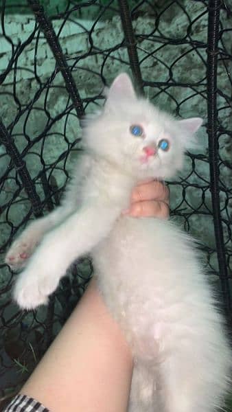white triple coated persian cat 1