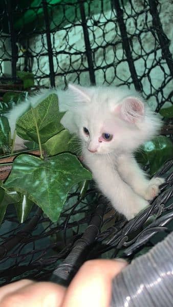 white triple coated persian cat 2