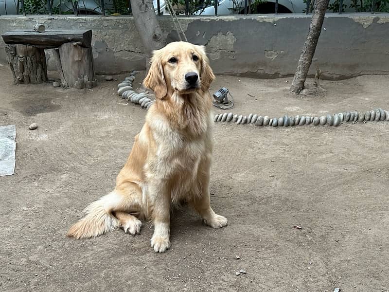 Golden Retriever Dog 8