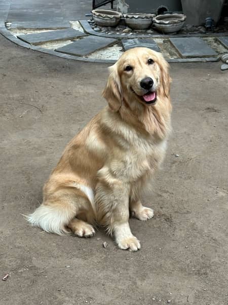 Golden Retriever Dog 9