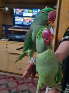 I am selling my Raw Parrot pair