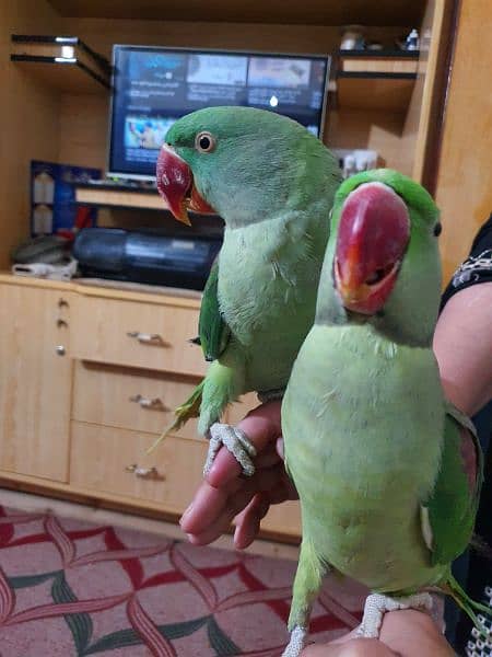 I am selling my Raw Parrot pair 1
