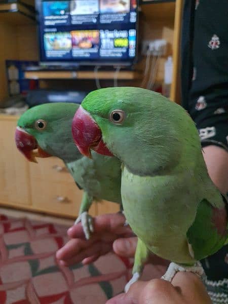 I am selling my Raw Parrot pair 2