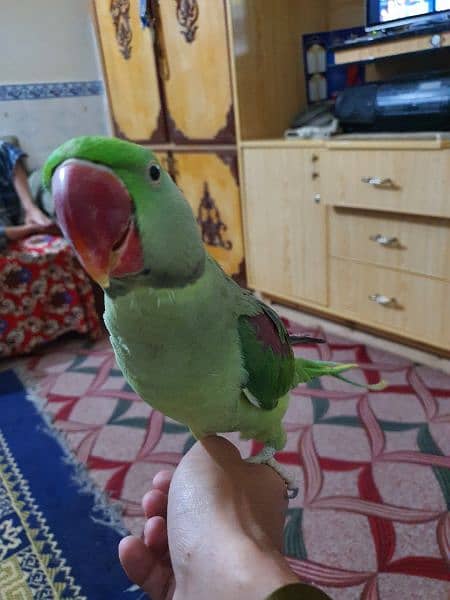 I am selling my Raw Parrot pair 5