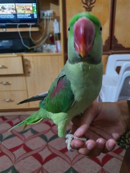 I am selling my Raw Parrot pair 6