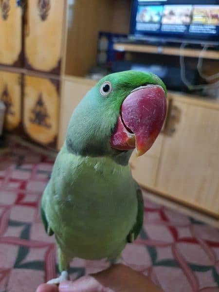 I am selling my Raw Parrot pair 7