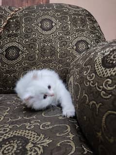 Persian Kitten White Punch Face Long Hair Beautiful