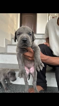 blue greatdane puppies available( 03231411768)