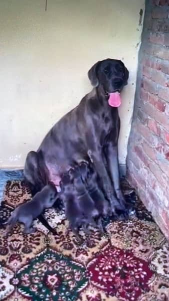 blue greatdane puppies available( 03231411768) 1