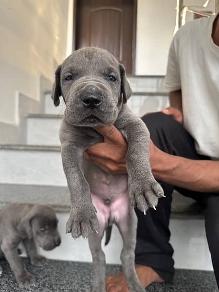 blue greatdane puppies available( 03231411768) 2