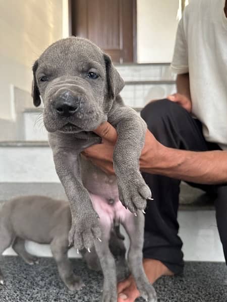 blue greatdane puppies available( 03231411768) 3