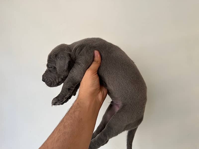 blue greatdane puppies available( 03231411768) 4