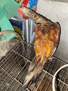 Purebred Aseel Sindhi Top-Quality Male Hen Ready for a New Home!