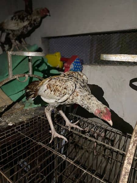 Purebred Aseel Sindhi Top-Quality Male Hen Ready for a New Home! 5