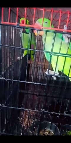 kashmiri Raw parrot taking & breeder pair  for sall