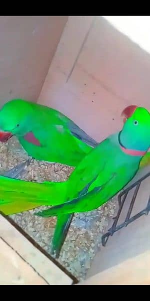 kashmiri Raw parrot taking & breeder pair  for sall 2