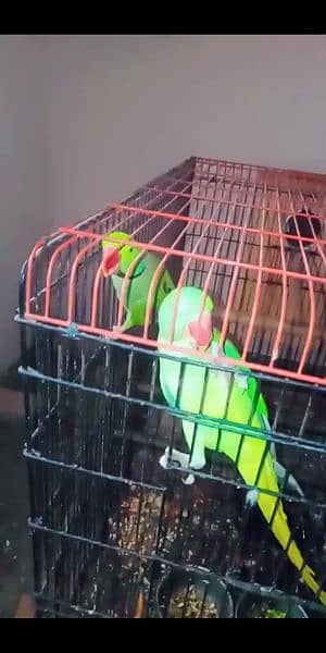 kashmiri Raw parrot taking & breeder pair  for sall 3