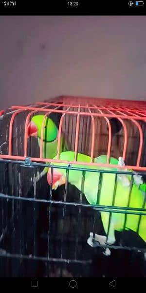 kashmiri Raw parrot taking & breeder pair  for sall 6