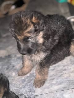 German Shepherd, high-quality puppy, long court 25 days 03322300048