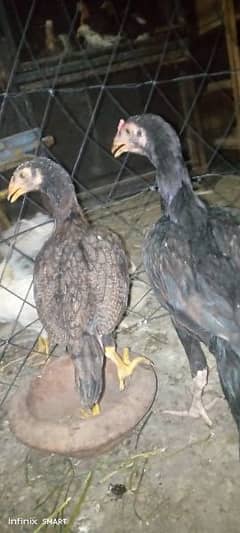 Original Ring Bird shamo cross chicks pair