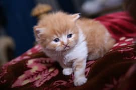 PERSIAN CATS 60 DAYS old FOR SALE