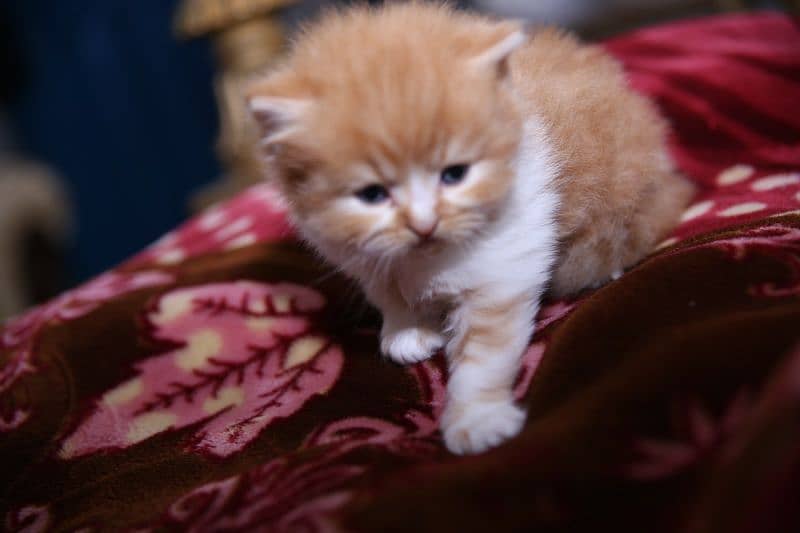 PERSIAN CATS 60 DAYS old FOR SALE 5