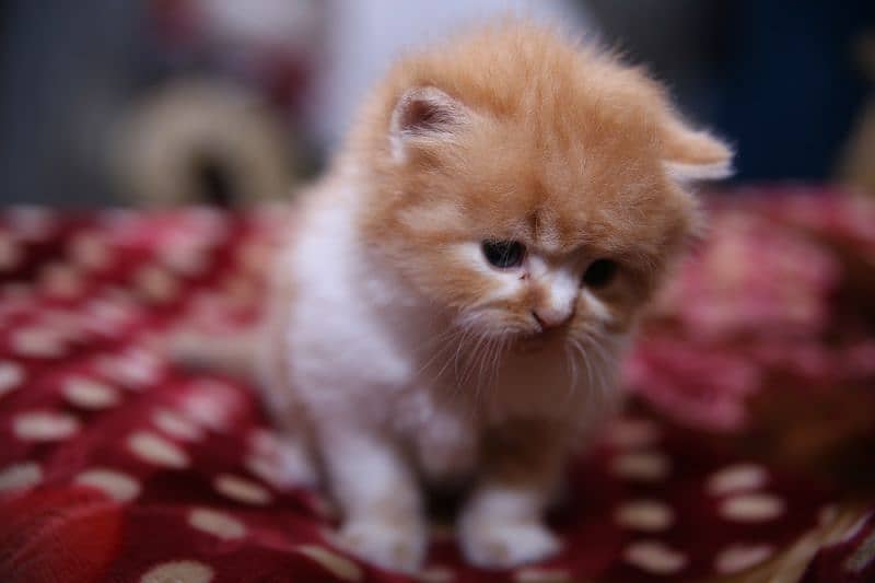 PERSIAN CATS 60 DAYS old FOR SALE 10