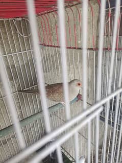 Red dove  breeder 2 female