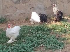 Bentom hens and chicks