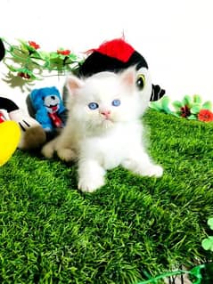 Persian Jack & Jerry Cat Breed